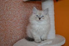 Tedi